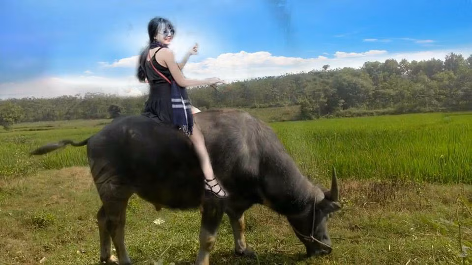 Thay vì được cưỡi SH biển 29, cô được đưa ra bãi cỏ cưỡi trâu.