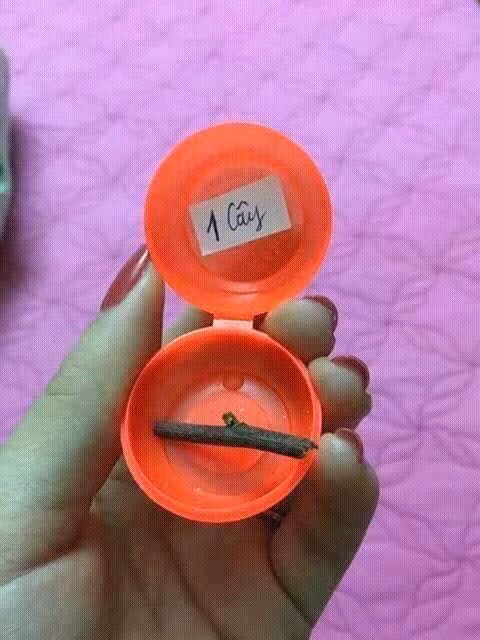 Nhưng cũng không ít chị em phải "dở khóc dở cười" vì những món quà quá độc đáo. Không phải là 1 cây vàng mà là một cành cây.