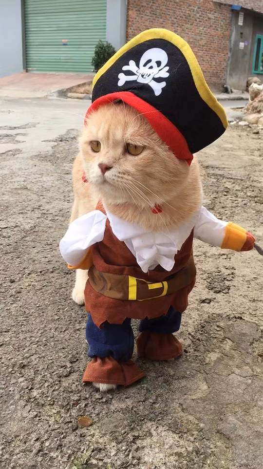 Chó có vẻ rất thích thú khi được mặc đồ và thường đứng yên cho mọi người chụp hình.