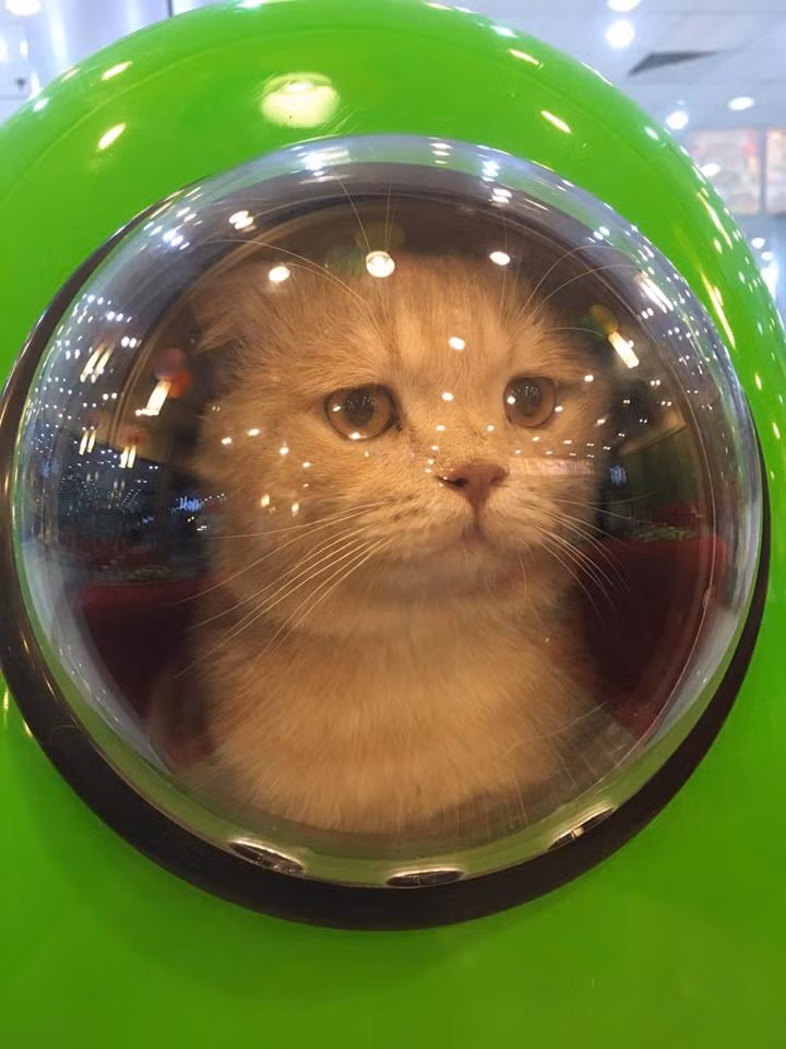 Có sở thích là du lịch và chụp ảnh nên Lê Quốc Phong thường đưa Chó đi theo mình trong các cuộc hành trình và lưu giữ rất nhiều những bức ảnh đáng yêu của nó từ khi còn nhỏ cho tới giờ. Khi được cậu chủ chụp ảnh, Chó sẽ đứng yên tạo dáng và há mồm cho chụp.