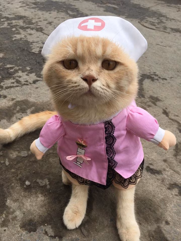 Chia sẻ về chú mèo cưng đang "làm mưa làm gió" trên mạng xã hội, Quốc Phong cho biết: "Mèo nhà mình là giống mèo Scottish Fold được nhân giống tại Việt Nam. Loài mèo này có đặc điểm là tai nhỏ và cụp, chân thường to và ngắn hơn mèo bình thường. Và mèo tai cụp có vấn đề về xương nên rất hay đau chân".