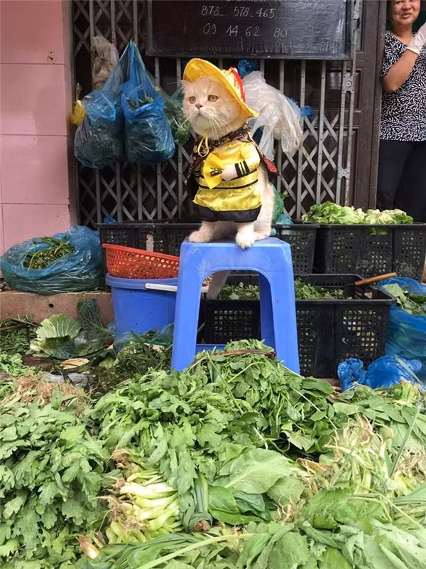 Gap chu meo o Hai Phong gay sot mang Thai Lan