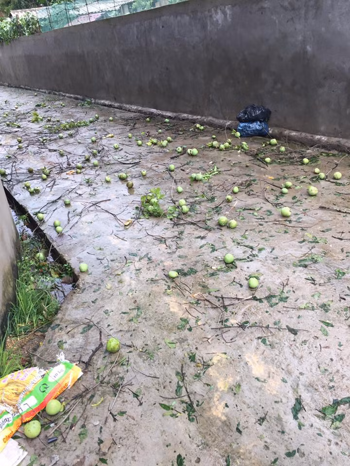 "Cơn mưa thị" - FB Ninh Hồ Xuân.