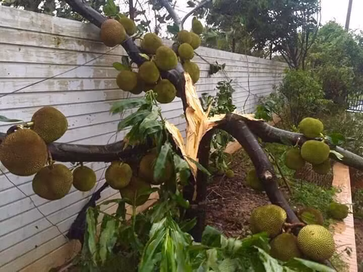 Cây mít trĩu quả cũng không chống đỡ được trước sức ảnh hưởng của cơn bão. Ảnh: FB.