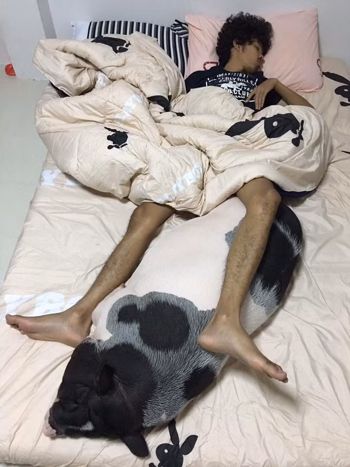 Junior được cậu chủ chăm sóc rất chu đáo từ bữa ăn, giấc ngủ...