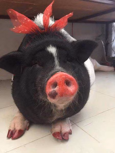 ... cho đến ngoại hình. Junior được cậu chủ làm đỏm cho với bộ cánh cực điệu đà.