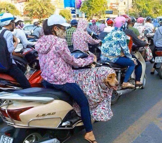 Không chỉ che nắng cho mình, cô gái trẻ này còn "ngụy trang" cho chú chó cưng của mình khỏi cái nắng nóng "cháy da cháy thịt".