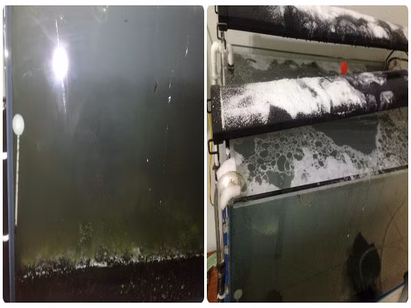 Theo đó, ông chồng có tài khoản Facebook là H.P.V. vừa đăng tải những hình ảnh về chiếc bể cá thủy sinh không còn nguyên vẹn cùng dòng trạng thái: "Chết tiệt. Các cao nhân có cách nào cứu vớt không ạ? 3 kg bột giặt, một can dầu ăn 5 lít, 1 chai nước tẩy rửa. Cá thì chết hết rồi còn tép em vẫn thấy bơi".