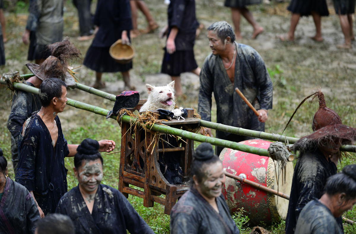 Người Miêu đang rước chú chó trong lễ hội truyền thống ở làng Jiaobang. Cộng đồng người Miêu thường rước chó bằng kiệu trong lễ hội này để bày tỏ lòng biết ơn tới các chú chó đã dịp tổ tiên của họ tìm ra nước, học cách khai hoang…