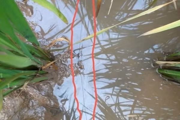  Đi bắt cua, vấp trúng dây điện bẫy chuột tử vong: Tối 4/5, anh P. N. Q., 29 tuổi ở (huyện Quỳnh Phụ, tỉnh Thái Bình) cùng bạn ra cánh đồng Đợi soi đèn pin bắt cua. Trong lúc bắt cua, không may anh Q. vấp phải dây điện do người dân địa phương giăng ra để bẫy chuột nên bị điện giật, ngã úp mặt xuống ruộng, tử vong tại chỗ. 