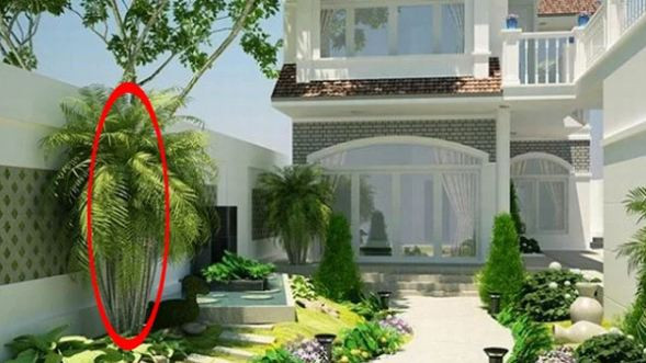 Trong 7 loai cay nay truoc nha tai loc ram ro keo toi, khong thieu tien