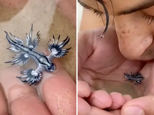 Mạo hiểm hôn rồng xanh 'đến từ ngoài Trái Đất' có nọc độc nguy hiểm