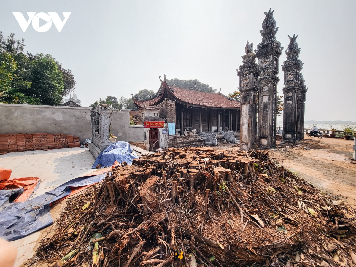 Theo như đại diện Ban Khánh tiết đình Chèm, cây đa trồng từ năm 1998 để tạo bóng mát, chứ không phải cây cổ thụ hay cây di sản. Năm 2021, trong mùa mưa bão cây đa đã gãy 1/3 về phía bốn cột đồng trụ và làm gãy một phần của một trong bốn cột đồng trụ. Do sợ cây sẽ gây nguy hiểm cho nhân dân và di tích, ngày 10/3/2022, Ban Khánh tiết cùng các cụ cao niên, bô lão và đại diện Nhân dân đã họp, quyết định chặt hạ cây đa. Đến ngày 18/3, cây đa trước cổng nghi môn đình Chèm bị chặt hạ.