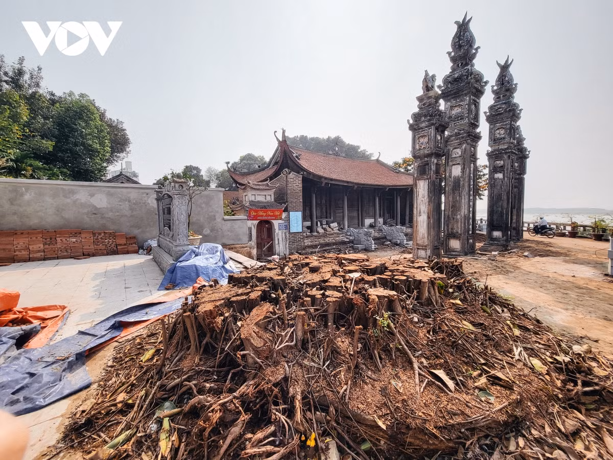 Theo như đại diện Ban Khánh tiết đình Chèm, cây đa trồng từ năm 1998 để tạo bóng mát, chứ không phải cây cổ thụ hay cây di sản. Năm 2021, trong mùa mưa bão cây đa đã gãy 1/3 về phía bốn cột đồng trụ và làm gãy một phần của một trong bốn cột đồng trụ. Do sợ cây sẽ gây nguy hiểm cho nhân dân và di tích, ngày 10/3/2022, Ban Khánh tiết cùng các cụ cao niên, bô lão và đại diện Nhân dân đã họp, quyết định chặt hạ cây đa. Đến ngày 18/3, cây đa trước cổng nghi môn đình Chèm bị chặt hạ.