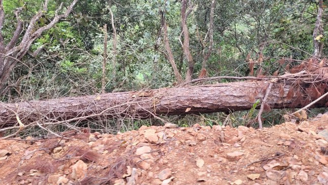 Theo xác minh ban đầu của Sở Nông nghiệp và phát triển nông thôn tỉnh Lâm Đồng, tại các tiểu khu 22, 26, 27 (xã Đưng K’Nớ, huyện Lạc Dương, tỉnh Lâm Đồng) với hơn 13,5ha đất rừng bị phá. (Ảnh: Tiền Phong).