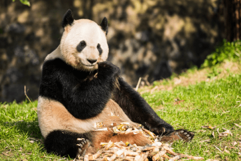 Chúng vẫn có hàm răng nanh chắc chắn, móng vuốt sắc nhọn với hệ tiêu hóa là của giống loài ăn thịt. Một con gấu trúc khổng lồ khi trưởng thành có thể nặng tới 180 kg, ước tính ít có loài sinh vật nào có thể chịu được cơn thịnh nộ của một con vật khổng lồ như vậy. Do đó, các loài động vật hoang dã khác nếu muốn khiêu khích gấu trúc khổng lồ thì vẫn phải rất cẩn thận.