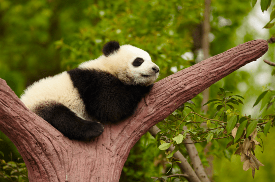 Ngoài những chú gấu được chăm sóc bởi con người, cũng có một số loài gấu trúc khổng lồ sinh sống trong tự nhiên. Tất cả chúng ta đều biết rằng môi trường sống trong tự nhiên rất khắc nghiệt, ngoài việc thường xuyên bị đói và không thể kiếm đủ thức ăn, chúng còn phải đối mặt với nguy cơ bị tấn công bởi nhiều loại thú dữ khác nhau. Một sinh vật đi bộ dễ thương như gấu trúc khổng lồ trông béo tròn và nhìn có vẻ dễ bị tấn công. Nó chỉ đơn giản là hét lên "Tôi có rất nhiều thịt trên người" với thế giới bên ngoài! Nó rất dễ trở thành mục tiêu của các loài ăn thịt và trở thành một bữa ăn ngon miệng.