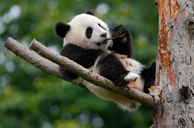 Hơn nữa, gấu trúc khổng lồ có thể dễ thương trong mắt người hiện đại nhưng trong dân gian chúng được mọi người, ví như “Thao Thiết Thú” một loài động vật hung tàn. Ngoài ra, trong truyền thuyết, vật cưỡi của nhân vật Xi Vưu là một con gấu trúc khổng lồ. Từng là mãnh thú cổ xưa đến sở hữu vẻ dễ thương ở hiện tại, không ai có thể biết được vì sao chúng lại thay đổi nhiều đến vậy.