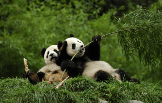 Nhưng trên thực tế, rất ít loài động vật dám khiêu khích gấu trúc khổng lồ ngoài tự nhiên. Đừng để bị đánh lừa bởi vẻ ngoài mềm mại và dễ thương của gấu trúc khổng lồ, trên thực tế, sức chiến đấu của chúng là siêu mạnh. Sau một quá trình tiến hóa lịch sử lâu dài, chế độ ăn của gấu trúc khổng lồ đã thay đổi từ chế độ ăn ban đầu là thịt sang nguồn thức ăn hiện tại với 99% là tre, nứa, tuy nhiên các chức năng thể chất của chúng không thay đổi nhiều.