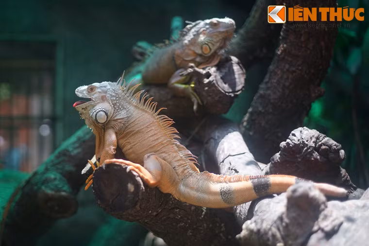 Trong những năm gần đây, rồng Nam Mỹ đã nổi lên như một bậc "đế vương" trong các loài bò sát độc dị dành cho giới chơi sinh vật cảnh ở Việt Nam. Ảnh chụp tại Thảo Cầm Viên Sài Gòn.