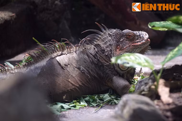 Mặc dù có ngoài hình rất dữ tợn, nhưng rồng Nam Mỹ lại là một loài "ăn cỏ" hiền khô.