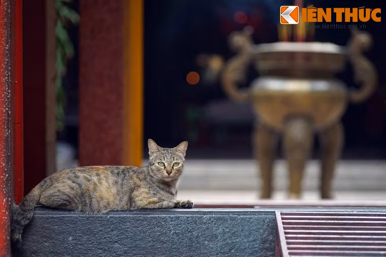 Vào năm 2001, hội quán Quỳnh Phủ đã được công nhận là “Di tích Lịch sử - Văn hóa” cấp quốc gia.