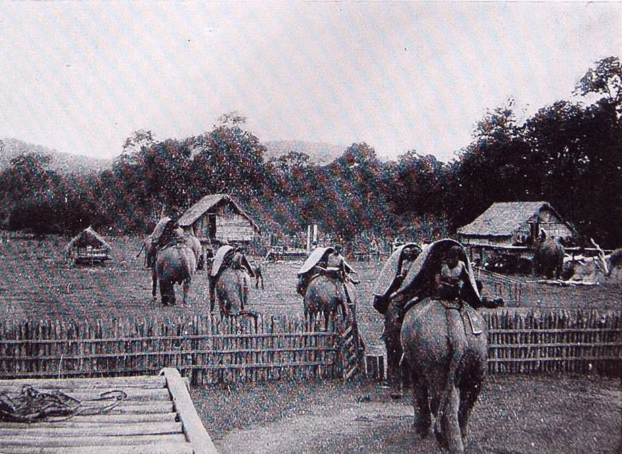 Đoàn voi rời bản để bắt đầu chuyến săn voi ở Tây Nguyên.