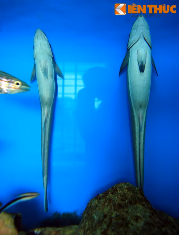 Cá ép có một đĩa bám trên đầu giúp chúng bám vào các loài cá lớn và cả những chiếc tàu biển, giúp chúng đi "quá giang" miễn phí khắp các đại dương. Loài cá này có thể dài đến 1m.