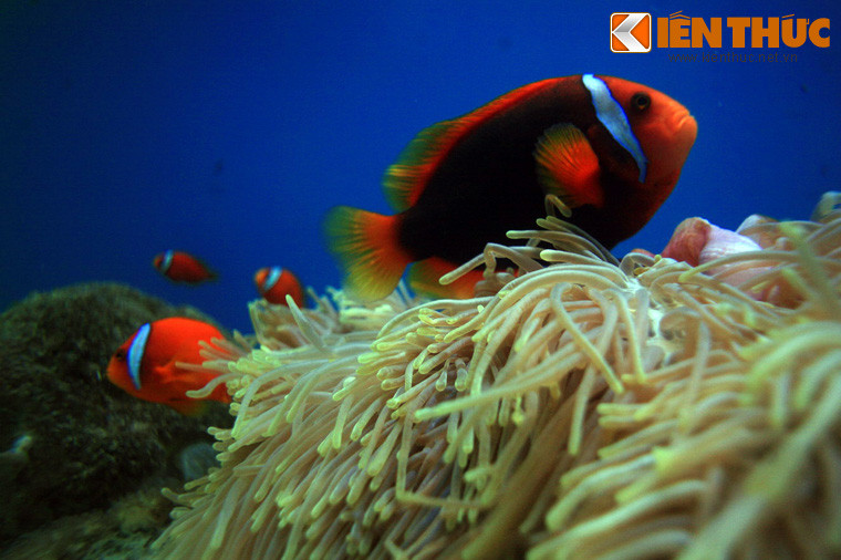 Không chỉ lưu giữ mẫu vật ở dạng tiêu bản, Viện còn có cả một quần thể bể nuôi sinh vật biển phục vụ nghiên cứu, tham quan. Đây là nơi quy tụ rất nhiều loài sinh vật biển quý hiếm của Việt Nam và các vùng nước lân cận.