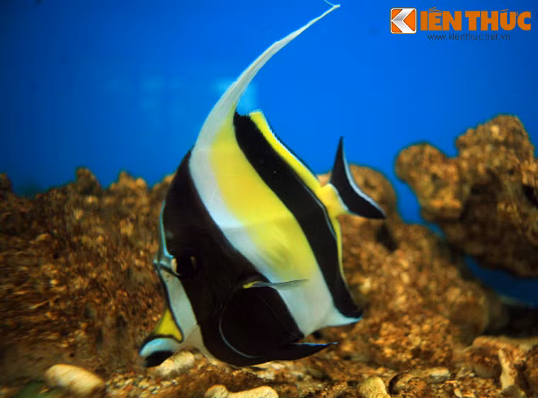 Cá thù lù là một loài cá sống ở rạn san hô, có thân hình đĩa mảnh mai với phần miệng rất nhọn. Các sọc đen trên thân giúp chúng lẫn vào màu sắc của loài san hô nơi mình sinh sống.