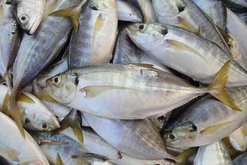 Đến mùa sinh sản, cá ngân có thể đẻ tới gần 200.000 quả trứng. Chúng thường đẻ trứng vào buổi sáng. (Ảnh Umlala)