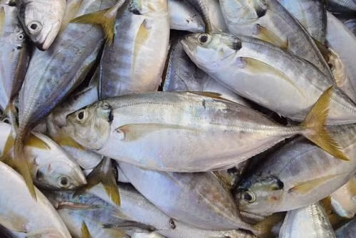 Đến mùa sinh sản, cá ngân có thể đẻ tới gần 200.000 quả trứng. Chúng thường đẻ trứng vào buổi sáng. (Ảnh Umlala)