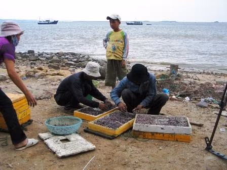 Khi bắt bông thùa cần phải khéo léo nếu không bông thùa sẽ bị đứt. Bắt chúng phải dùng cuốc nhỏ và xới đất lên nhẹ nhàng. (Nguồn Quangyen)