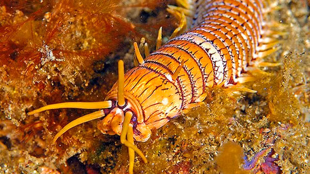 Sâu Bobbit có nguồn gốc từ các vùng biển ngoài khơi Indonesia và Philippines. Năm 2009, một con sâu bobbit khổng lồ đã được tìm thấy ở hồ cá Blue Reef, Anh. (Nguồn Netnews)