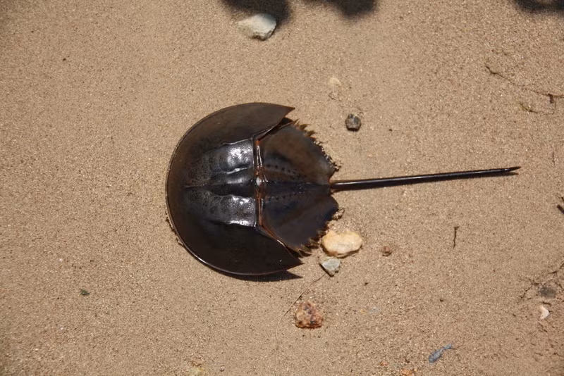  Con so biển có tên khoa học là Carcinoscorpius rotundicauda sống ở vùng ven biển. Con so biển có chiều dài thân khoảng 20cm - 25cm, toàn thân màu xanh nâu đậm. (Nguồn Blogspot)