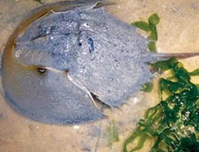 Chất độc tetrodotoxin tan trong nước nhưng không bị nhiệt phá huỷ. Điều nguy hiểm hơn là hiện nay chưa có thuốc giải được độc này. (Nguồn Baomoi)