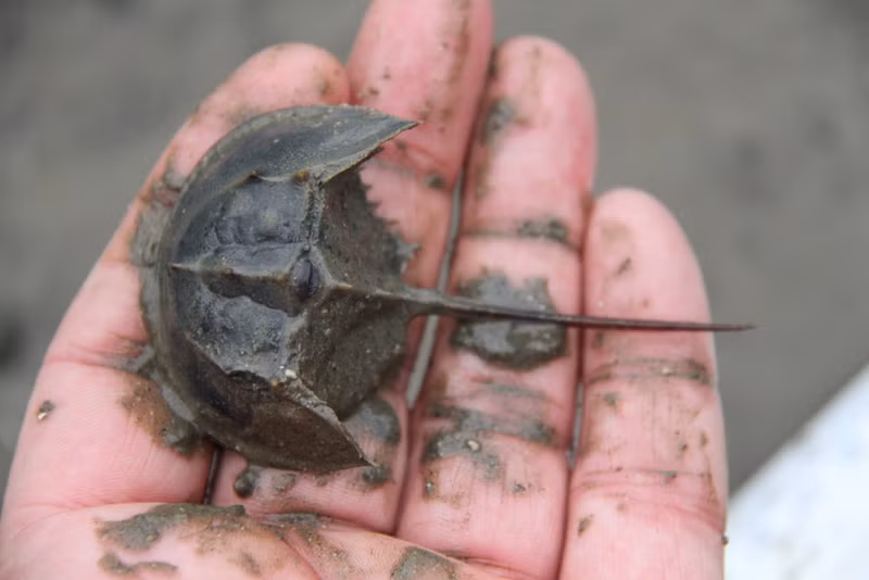 Đuôi của so biển có thể có hình bầu dục hoặc hình tròn, không có gai ở đỉnh như hình lưỡi cưa. (Nguồn Blogspot)