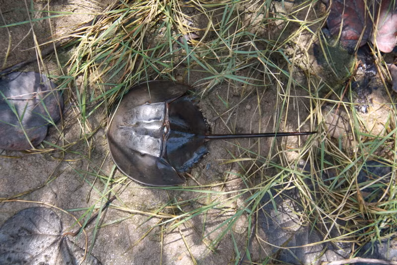 Tuy nhiên, sam biển thường đi theo cặp trong khi so biển thường đi đơn lẻ và sống ở các lạch nước ngọt của rừng ngập mặn. (Nguồn Blogspot)