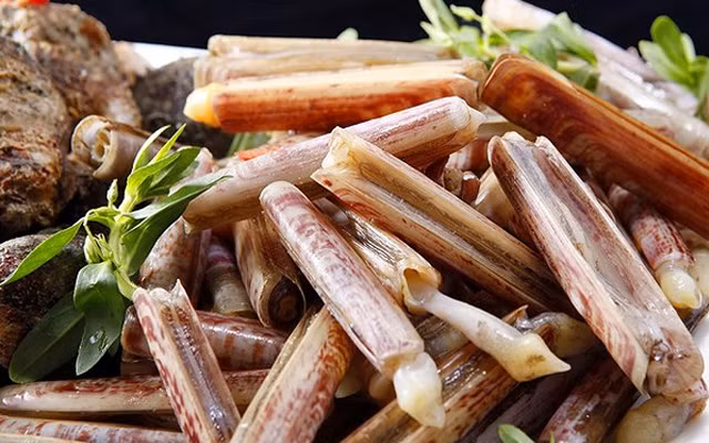 Ốc móng tay chủ yếu sống trong vùng cát bùn tại các cửa biển. Thức ăn của ốc móng tay là các sinh vật phù du. (Nguồn Cooky)