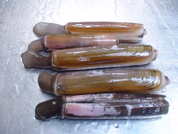 Ốc móng tay là loài nhuyễn thể có hình trụ, giống như ngón tay, dài khoảng 7cm - 8cm. Để bắt được loài ốc này, người ta phải dựa vào sự lên xuống của thủy triều. (Nguồn Blogspot)