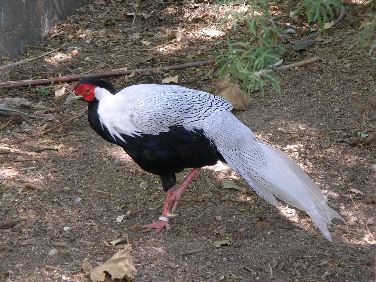 Gà lôi trắng dài từ 50cm - 125cm. Con trống có bộ lông hai màu, trắng ở trên lưng và đen ở phía bụng, còn con mái có lông nâu, mào cong, chân đỏ, da mặt đỏ. (Nguồn Wikiwand)
