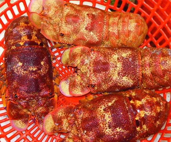  Tôm mũ ni đỏ là dòng hải sản quý hiếm nhất trong họ tôm mũ ni. Vì thế mà chúng có giá “trên trời”, từ 2 - 5 triệu/kg. (Ảnh Sohatravel)