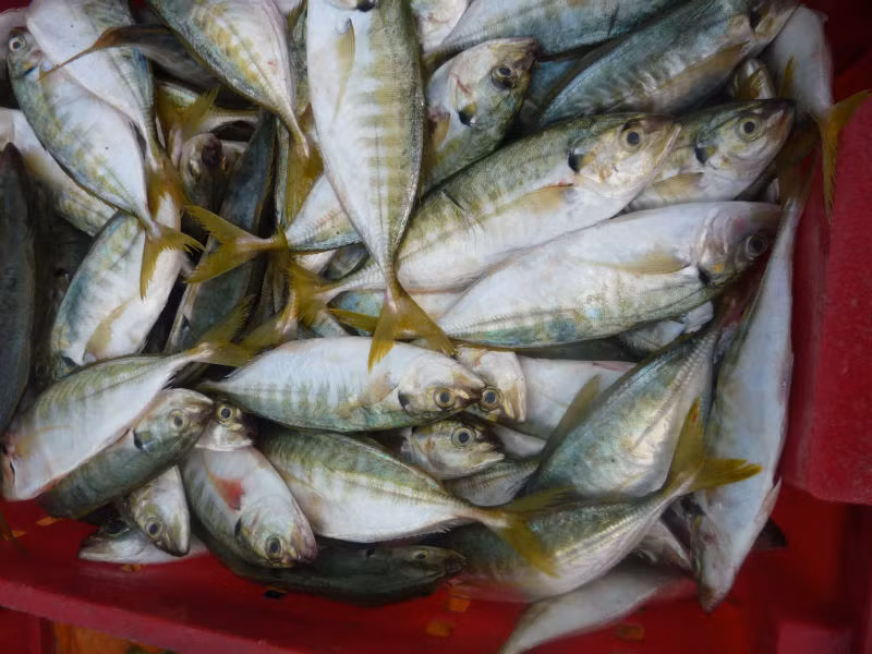 Trên thế giới, loài cá này phân bố rộng rãi, từ khu vực Ấn Độ-Thái Bình Dương đến quần đảo Hawaii,... (Ảnh Chuyenhaisantuoisong)