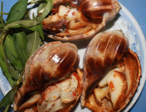 Ốc khế có kích thước khá lớn, những con ốc trưởng thành có thể to bằng nắm tay người lớn. (Ảnh Megafun) 