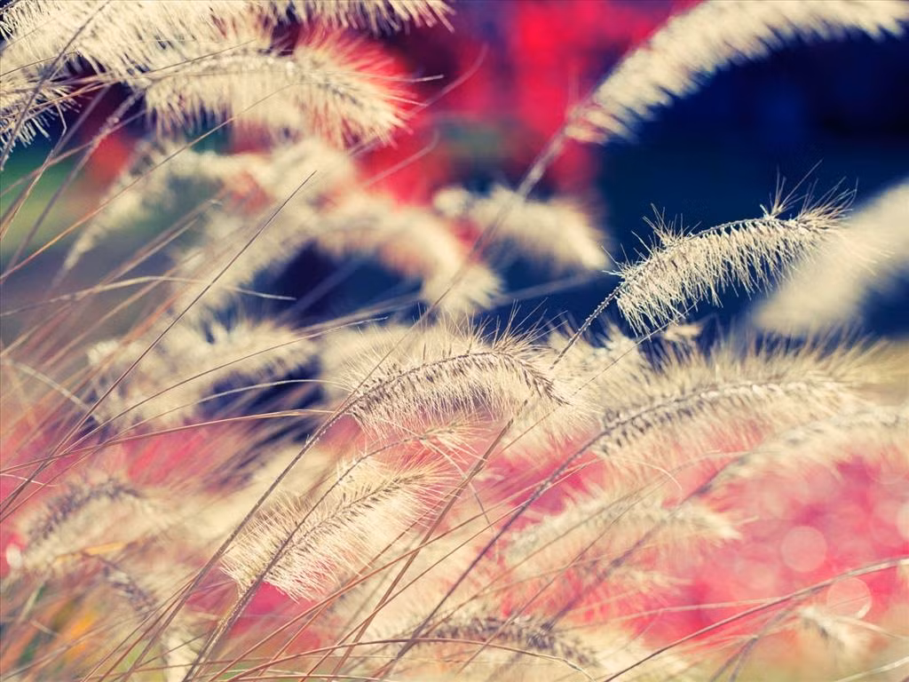 Hoa cỏ lau chỉ nở rộ vào mùa khô. Đến cuối mùa, hạt rụng xuống để gió cuốn đi. Đầu mùa mưa, hạt sẽ lại nảy mầm và tiếp tục sinh sôi phát triển. (Nguồn Blogspot)