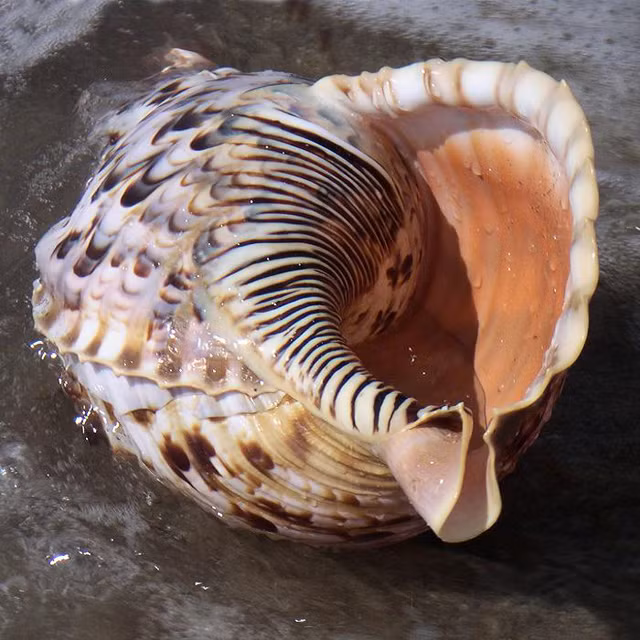 Ốc tù và có giá trị dinh dưỡng cao, chứa nhiều dưỡng chất thiết yếu như canxi, chất đạm, sắt,...(Ảnh Voocbien)