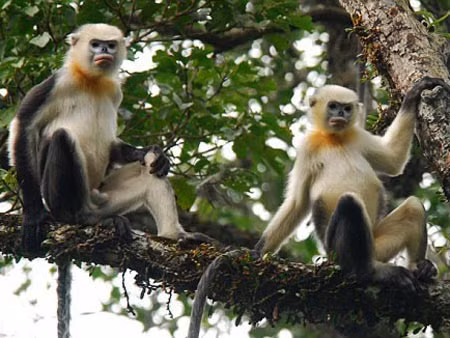 Số lượng cá thể voọc mũi hếch chỉ còn dưới 200 cá thể trong tự nhiên và thường sống theo đàn từ 7 con đến 20 con. (Nguồn Nld)