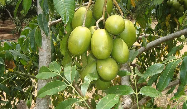 Quả cóc có nhiều ở các tỉnh đồng bằng sông Cửu Long của nước ta. Bên cạnh việc sử dụng quả cóc, người dân còn lấy lá cóc để nấu canh chua.(Nguồn Nuoitrong123)