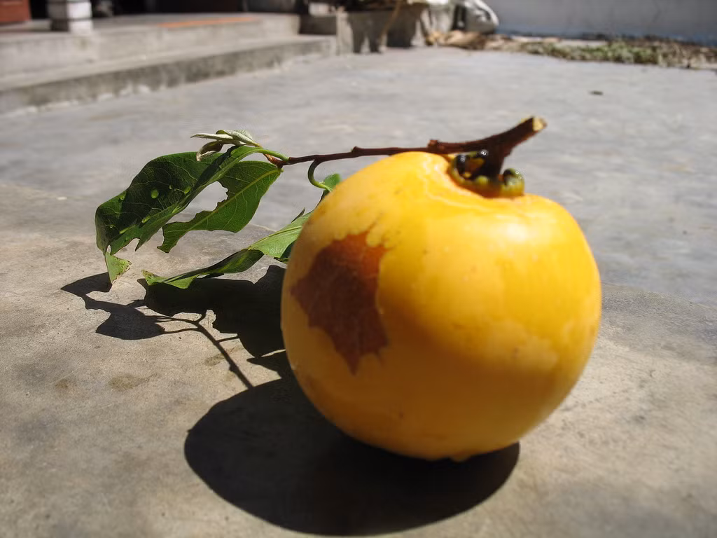 Tên khoa học của quả thị là Diospyros decandra Lour. Loại trái cây này có chứa hàm lượng Flavonoid cao có tác dụng chống oxy hóa, kháng viêm, kháng khuẩn. (Nguồn Wikimedia) 