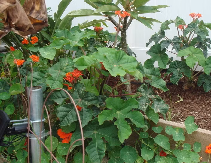 Do có hoa và dáng cây đẹp nên ngô đồng thường được trồng bụi trong sân vườn, trồng giả như hàng rào hoặc các đường viền cây bụi, trồng trong chậu, trước hiên nhà…để trang trí. (Nguồn Giahuygarden)